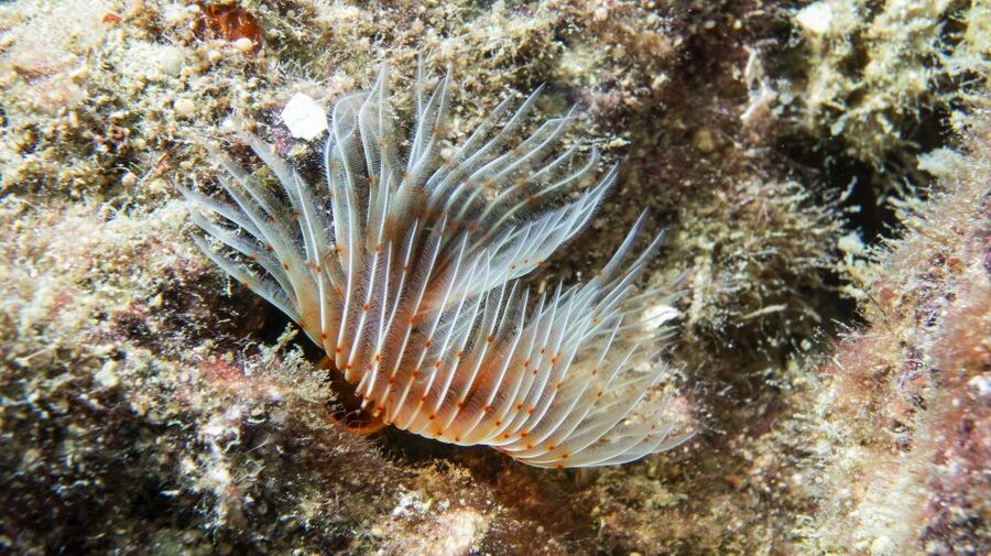 Alanya: 2 Guided Scuba Dives with Lunch and Hotel Transfers - The first underwater session is about getting comfortable