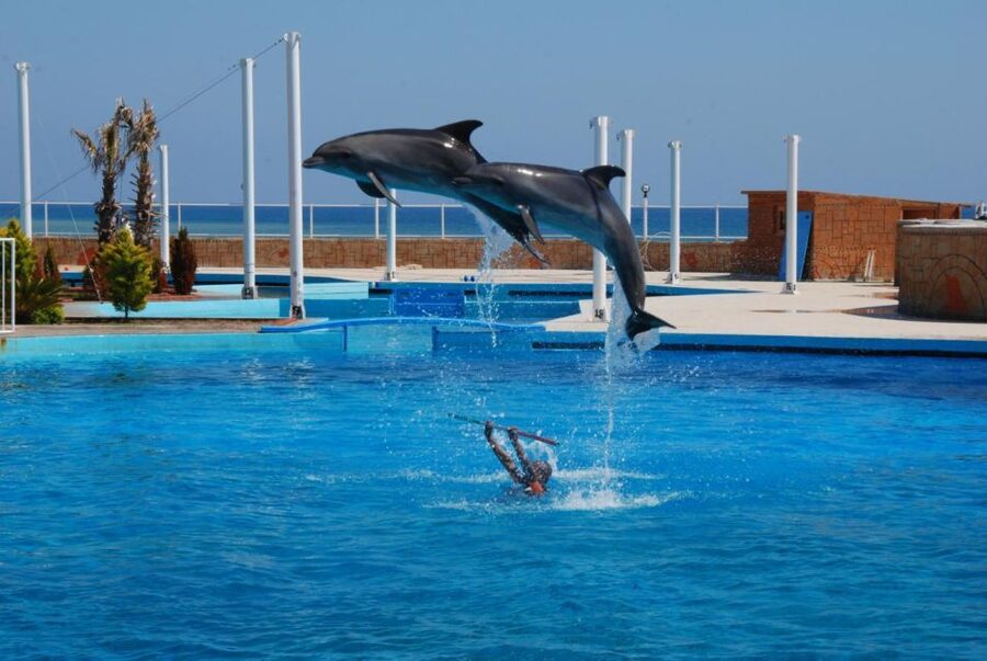Alanya: Dolphin and Seal Show Ticket with Hotel Transfers - Choosing your seat, especially the splash zone