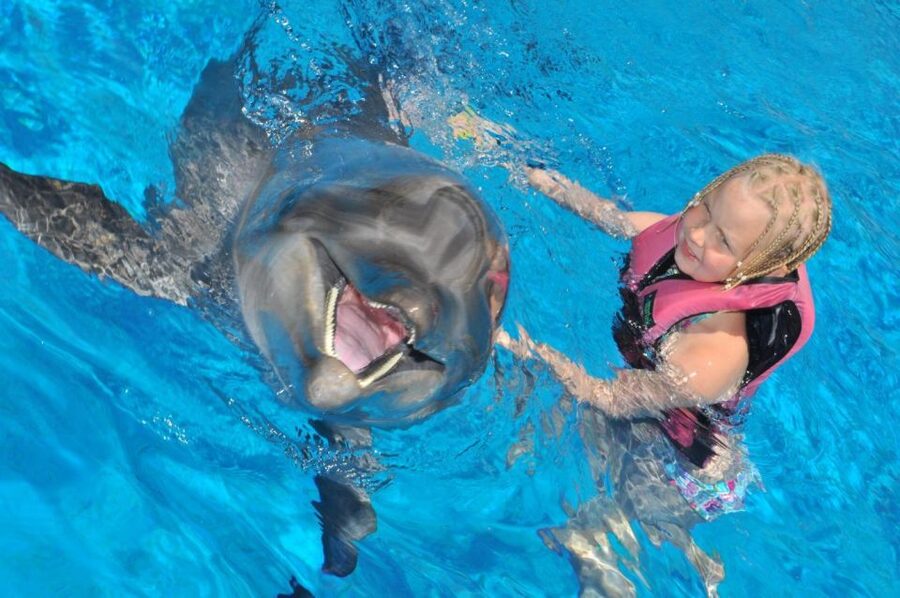 Alanya: Dolphin and Seal Show Ticket with Hotel Transfers - The real value of a $40 ticket