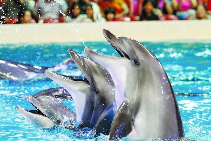 Alanya: Dolphin and Seal Show Ticket with Hotel Transfers - What the dolphin performance offers
