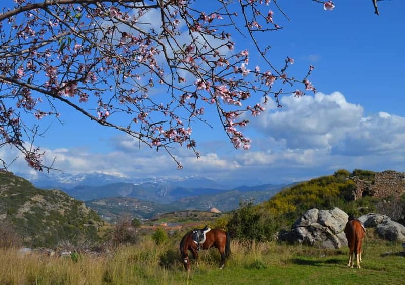 Alanya: Horse Riding Adventure - From Alanya to the Horse Club in 30 Minutes