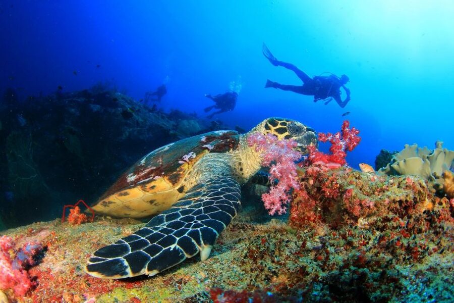 Alanya: Scuba Diving Tour With Lunch - Why the non-diver option matters
