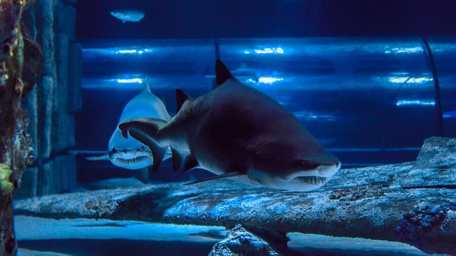 Antalya: Aquarium and Wax Museum Entry Ticket - The Face 2 Face Wax Museum adds a second attraction