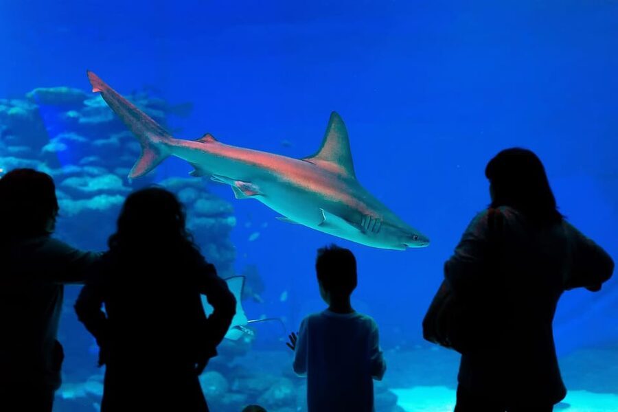 Antalya: Aquarium and Wax Museum Entry Ticket - Is $47 good value for one day?