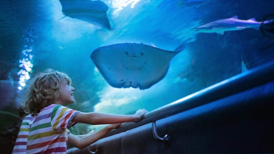 Antalya: Aquarium and Wax Museum Entry Ticket - From sharks and octopuses to crocodiles and moray eels