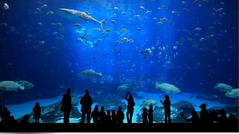 Antalya: Aquarium, Wax Museum, Snow World, Wild Park - Walking through the world’s largest tunnel aquarium