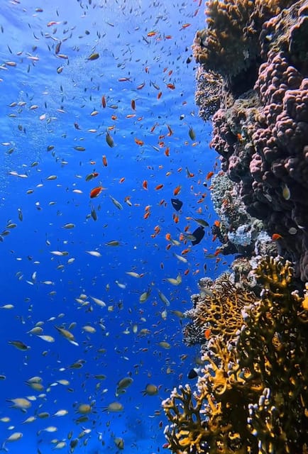 Antalya, Side and Alanya: Scuba Diving with Lunch & 2 Dives - Is this Antalya scuba outing worth booking?