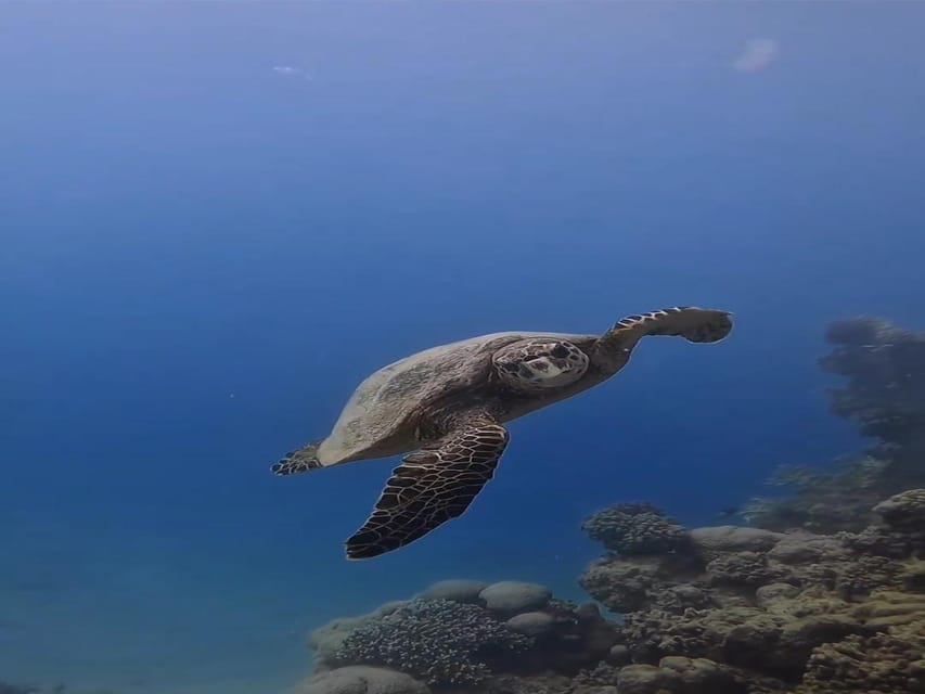 Antalya, Side and Alanya: Scuba Diving with Lunch & 2 Dives - What the instructors add to a first scuba attempt