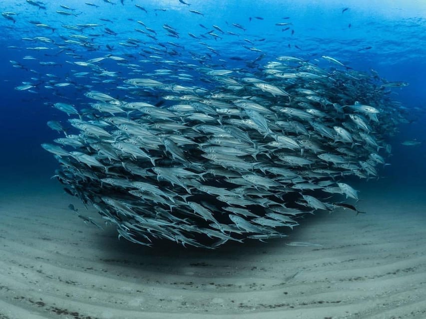 Antalya, Side and Alanya: Scuba Diving with Lunch & 2 Dives - Practical tips for a smoother day