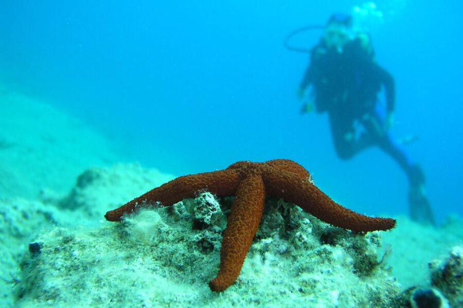 Bodrum: Full-Day Scuba Diving Tour - Why Bodrum works so well for a first scuba outing
