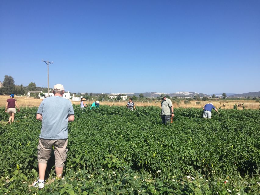 Bodrum: Market Visit and Cooking Class - Should you book the Bodrum market and cooking class?