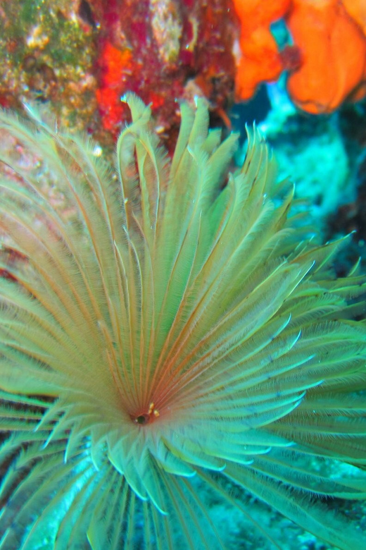 Bodrum: Scuba Diving Trip with Lunch - Who will enjoy this most?