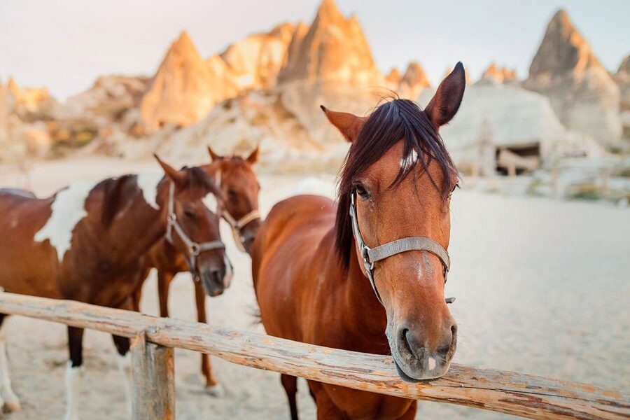 Cappadocia: Horse Riding w/Sunrise & Sunset Option - The value of $35