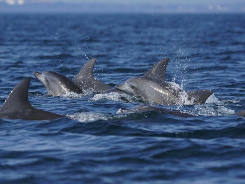 City of Side: Dolphin Island Boat Tour with BBQ & Foam Party - Dolphin Island and the second swim