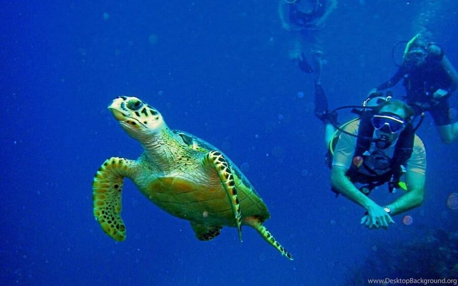Diving Tour from Alanya & Side with Lunch - 2 Dives Included - What the First 6-Meter Session Feels Like