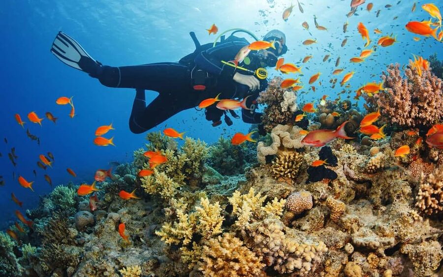 Diving Tour from Alanya & Side with Lunch - 2 Dives Included - The 12-Meter Session Offers More, But Not Always Better Views