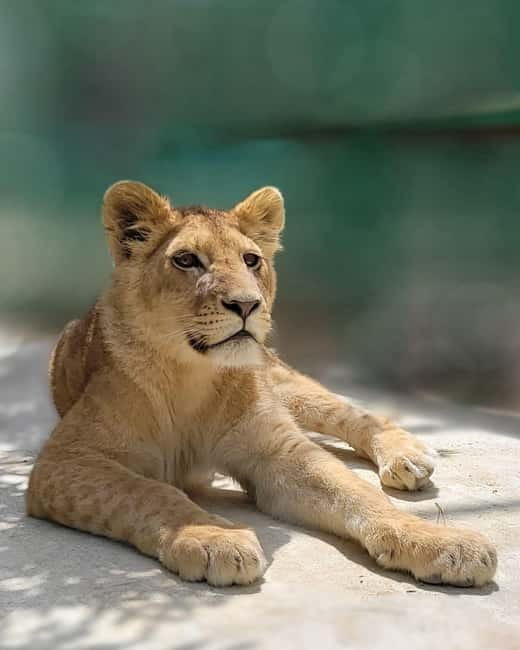 From Alanya: Lion Safari & Green Canyon Splash Feast w/Lunch - The 45-minute lion safari