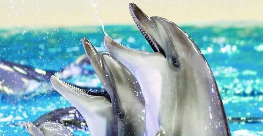 From Belek: Dolphin Show with Transfers - Key points to know before booking