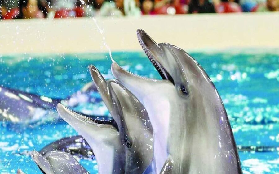 From Belek: Dolphin Show with Transfers - What the Belek dolphin show is really like