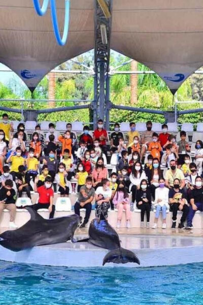 Dolphin Show with Transfers