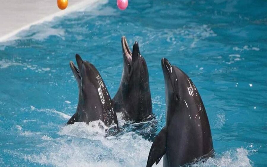 From Belek: Dolphin Show with Transfers - How the $47 price compares with the experience