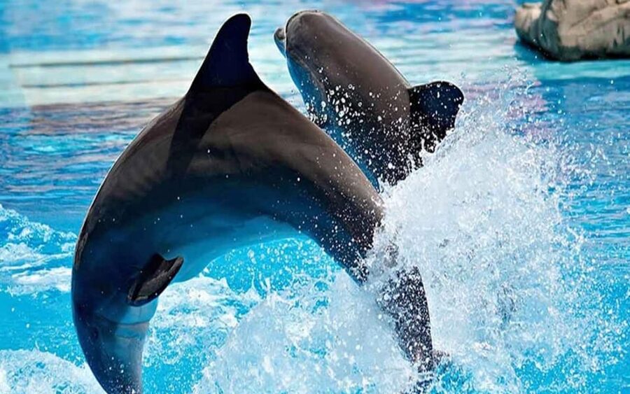 From Belek: Dolphin Show with Transfers - Practical details that make the day easier
