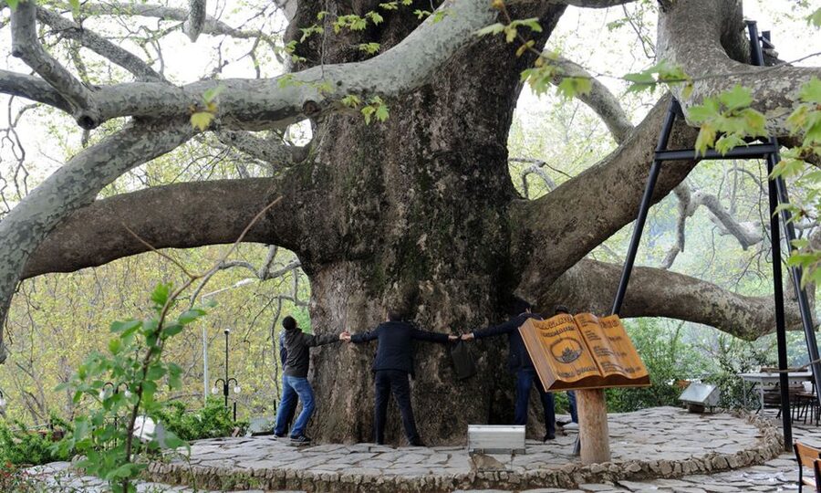 From Istanbul: Private Bursa City Day Trip - The 600-year-old pine tree and Bursa’s green spaces