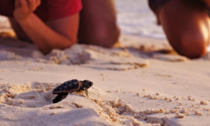 Full Day Turtle Beach Tour With Lake and Mud Baths From Marmaris - Why this day trip works from Marmaris