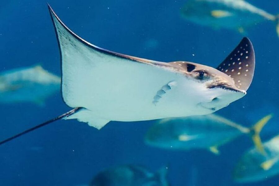 Istanbul Aquarium and Aqua Florya Shopping Mall Tour - Should you book the Istanbul Aquarium tour?