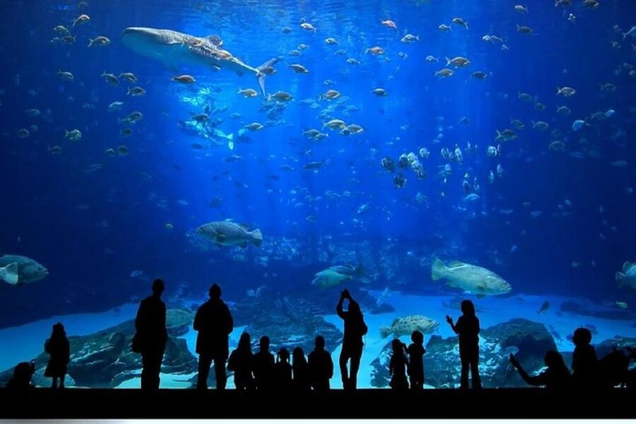 Istanbul Aquarium and Aqua Florya Shopping Mall Tour - The 5D cinema adds fog, wind, and water