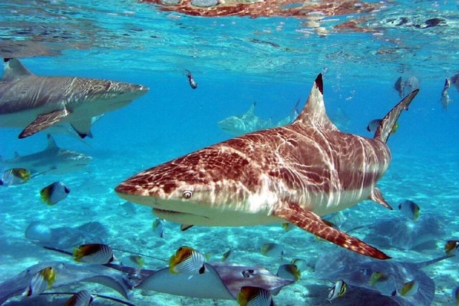 Istanbul Aquarium and Aqua Florya Shopping Mall Tour - Free time at Aqua Florya Shopping Mall