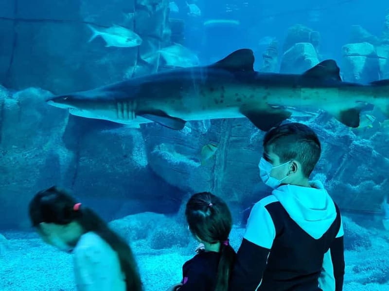 Istanbul: Aquarium Ticket and Round Trip Shuttle from Taksim - Why this aquarium trip works well from Taksim