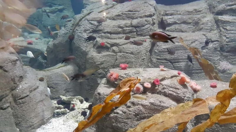 Istanbul: Aquarium Ticket and Round Trip Shuttle from Taksim - Entering Istanbul Aquarium without the main queue