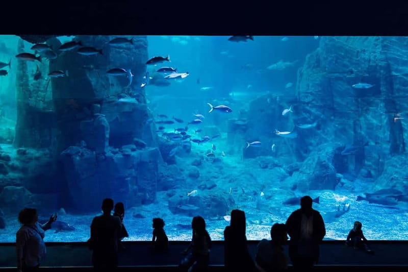Istanbul: Aquarium Ticket and Round Trip Shuttle from Taksim - How to use the extra time before 16:00