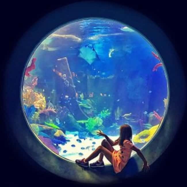 Istanbul: Aquarium Ticket with Shuttle Bus from Sultanahmet - Practical ways to make the visit smoother