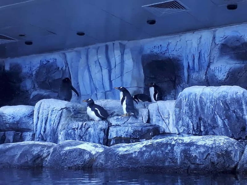Istanbul: Aquarium Ticket with Shuttle Bus from Sultanahmet - Following the 1.2-kilometer route