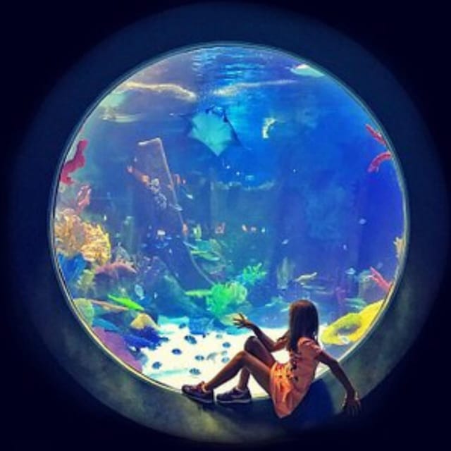 Istanbul: Aquarium Ticket with Shuttle Bus from Sultanahmet - Who will enjoy this aquarium most?