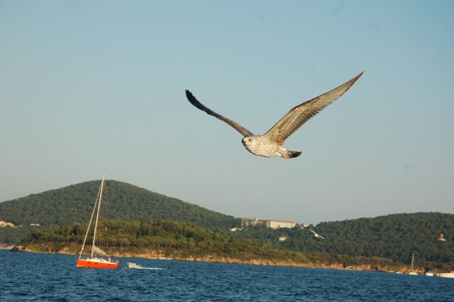 Istanbul: Princes' Islands Cruise w/Music, Lunch & Transfer - Practical tips for a smoother outing