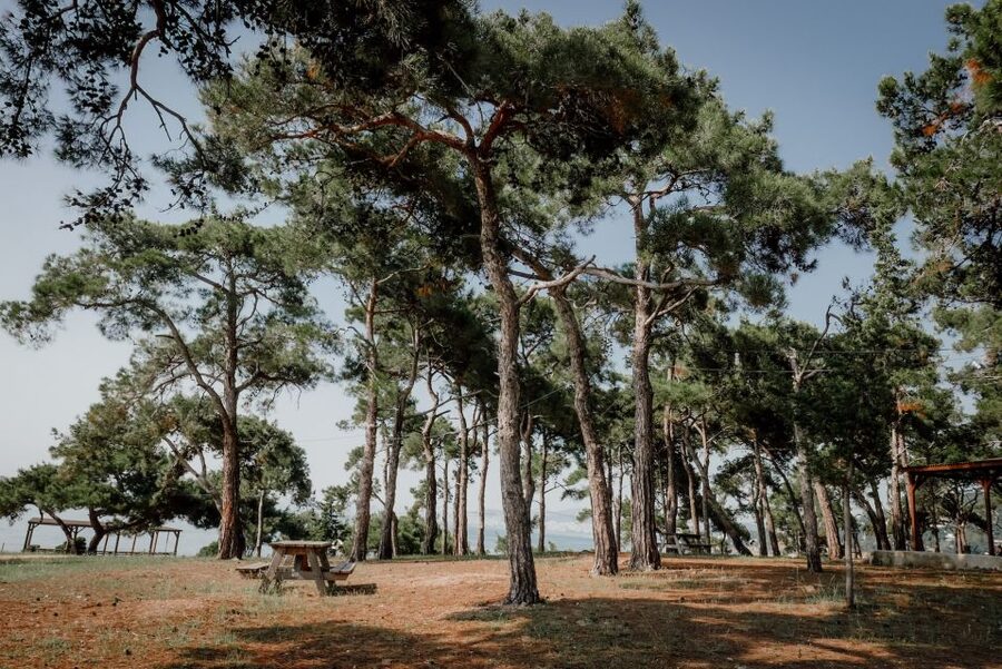 Istanbul: Princes' Islands Cruise w/Music, Lunch & Transfer - Who will enjoy this day most