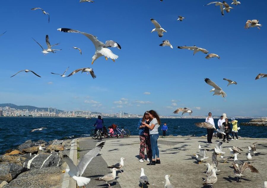 Istanbul: Round-Trip Ferry Tickets to the Princes' Islands - Trotsky’s villa and the Greek Orphanage