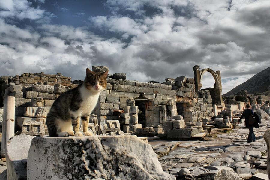 Izmir : Ephesus and Sirince Guided Tour - Pickup in Izmir and the 45-minute ride