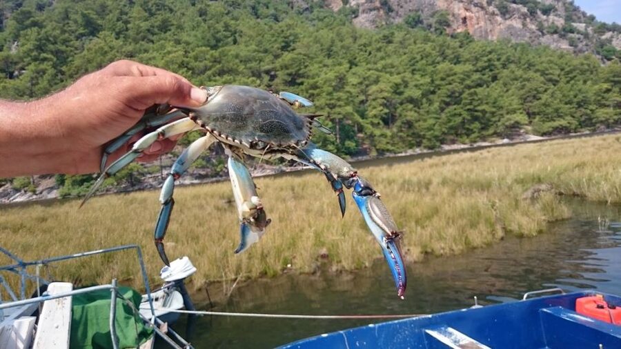 Marmaris: Dalyan Turtle Beach Tour with Mud Bath & Lunch - FAQ
