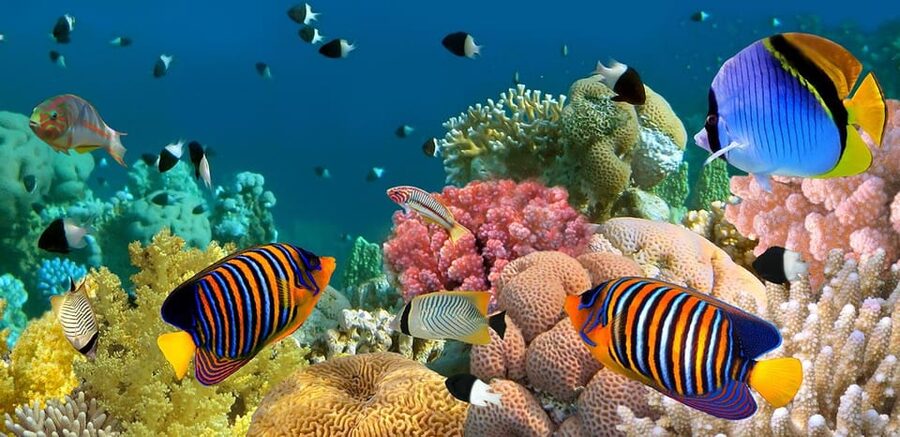Marmaris: Scuba Diving with a Qualified Instructor - Should you book it?