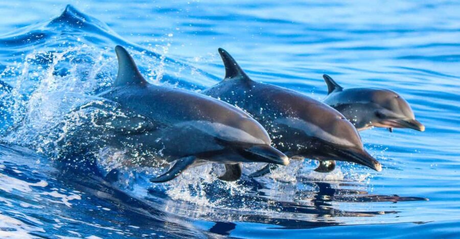 Side: Dolphin Island Boat Trip with Lunch & Unlimited Drinks - Key points to know before booking
