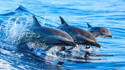 Dolphin Island Boat Trip with Lunch & Unlimited Drinks