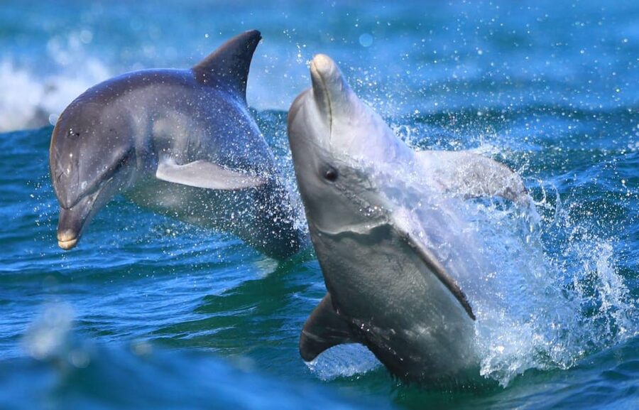 Side: Dolphin Island Boat Trip with Lunch & Unlimited Drinks - Lunch on the boat, simple and satisfying