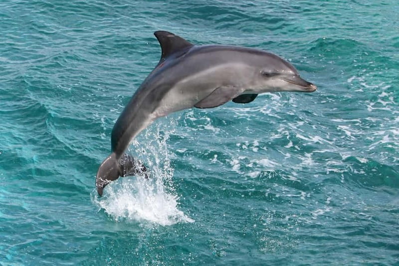 Side: Dolphins Island Cruise with Swimming Stops and Lunch - Lunch with the Turkish Riviera in view