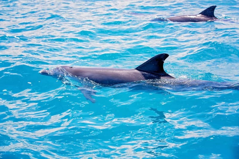 Side: Pirate Boat Trip with Lunch & Swimming Stops - Wildlife, sea air, and what you may spot