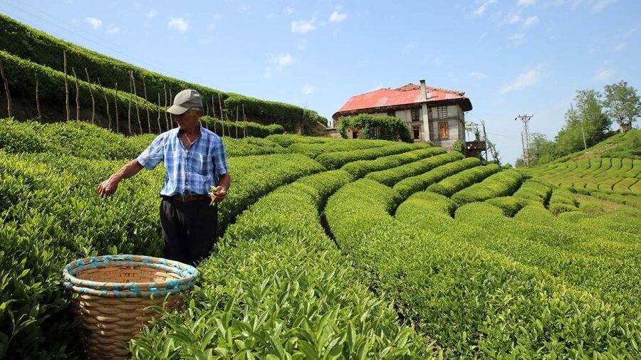 Trabzon: Uzungöl Group Tour, Explore The Nature & Taste Tea - Tea at Ikicay factory